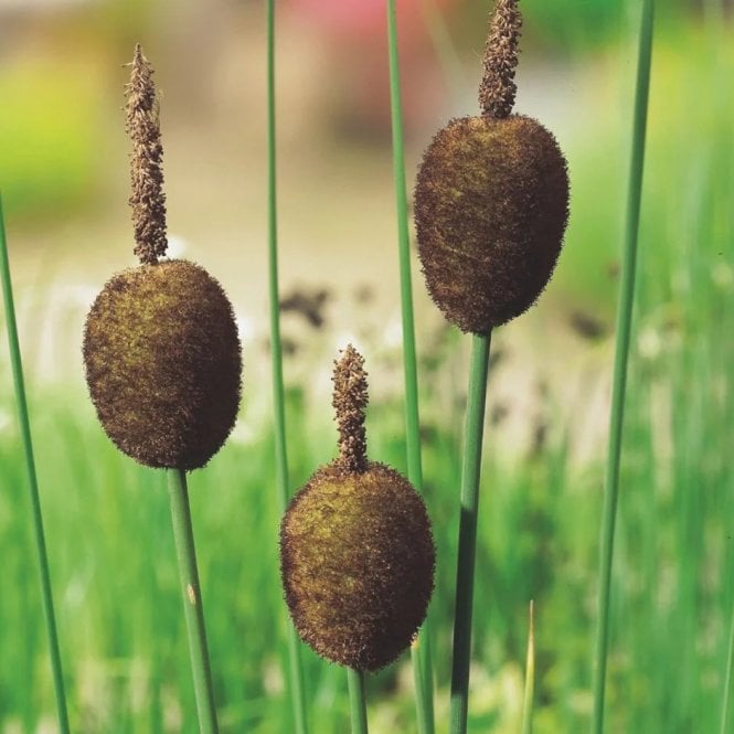 Pond Plants Typha Minima Potted