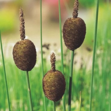 Typha Minima Potted