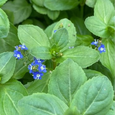 Veronica Beccabunga Potted