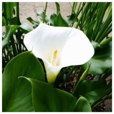 Zantedeschia Aethiopica 'Crowborough' Potted