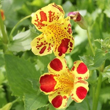 Pond Plants