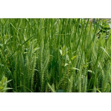 Pond Plants