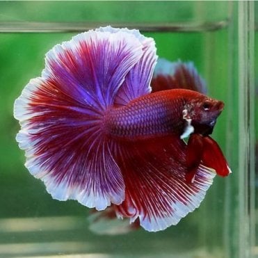 Woodthorpe Hall Aquatics