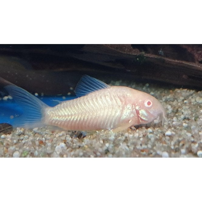 Woodthorpe Hall Aquatics Albino Corydoras