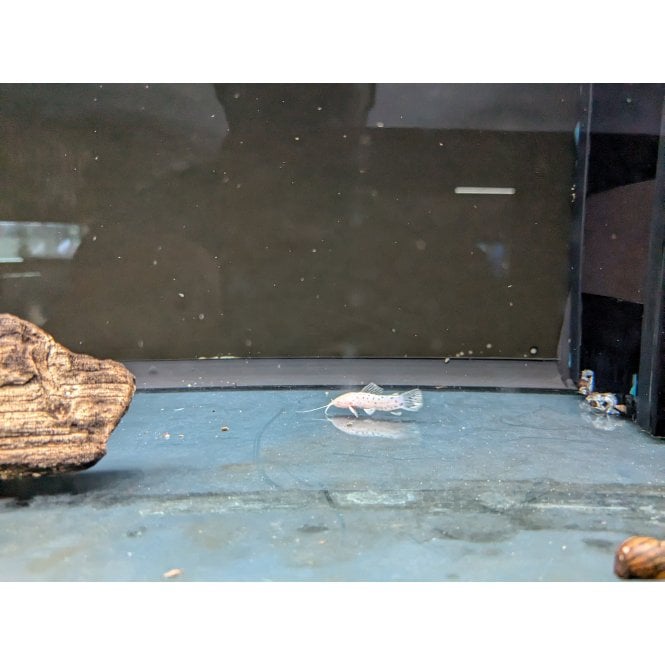Woodthorpe Hall Aquatics Albino Hoplosternum Catfish (Megalechis Thoracata)