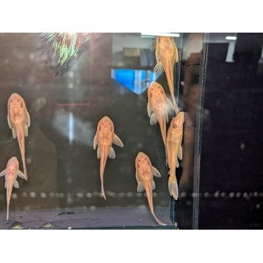 Albino Plec (Hypostomus Plecostomus)