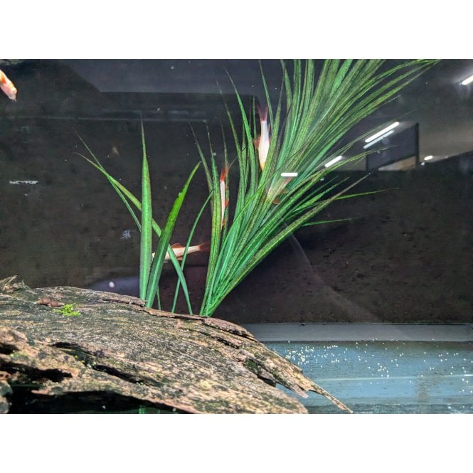 Woodthorpe Hall Aquatics Albino Redfin Shark (Epalzeorhynchos Frenatum)