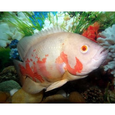 Albino Tiger Oscar (Astronotus Ocellatus)
