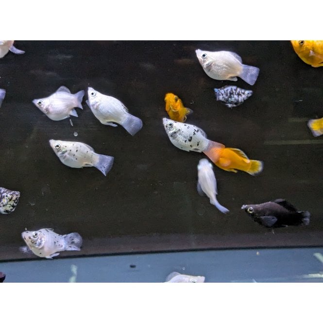 Woodthorpe Hall Aquatics Balloon Molly Mix (Poecilia Sphenops)