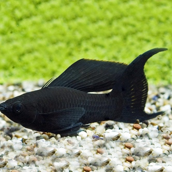 Woodthorpe Hall Aquatics Black Lyretail Molly (Poecilia Sphenops)