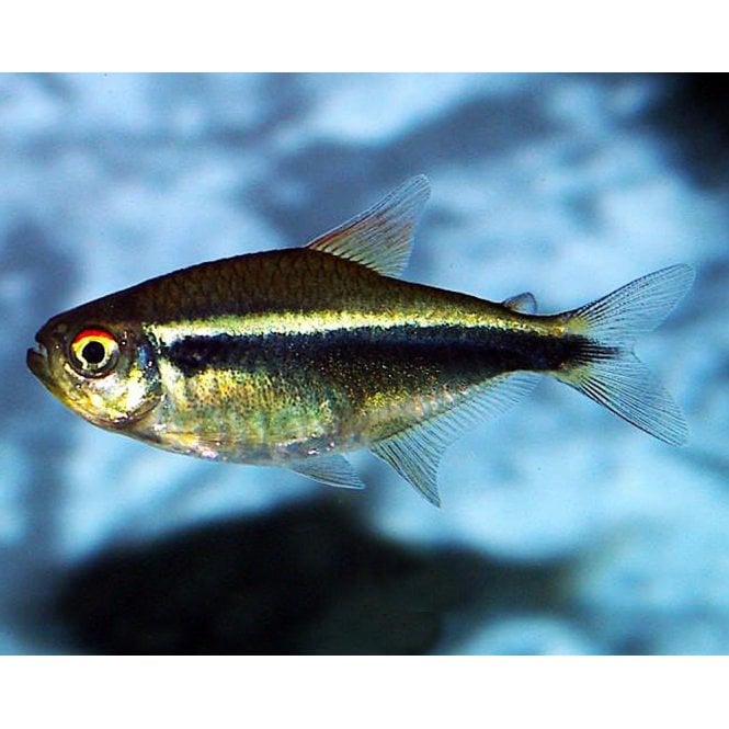 Woodthorpe Hall Aquatics Black Neon Tetra (Hyphessobrycon Herbertaxelrodi)