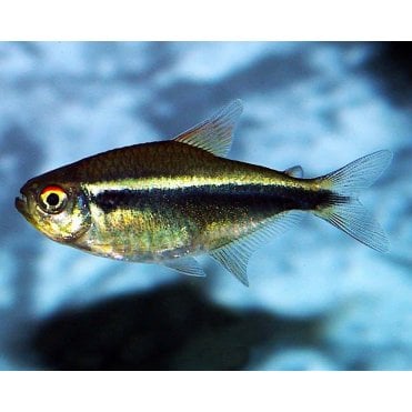 Black Neon Tetra (Hyphessobrycon Herbertaxelrodi)
