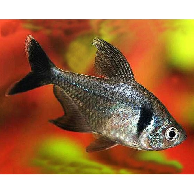 Woodthorpe Hall Aquatics Black Phantom Tetra (Megalamphodus Megalopterus)