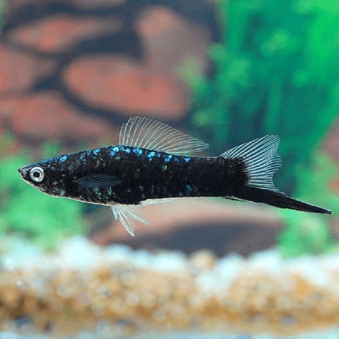 Woodthorpe Hall Aquatics Black Swordtail (Xiphophorus Helleri)