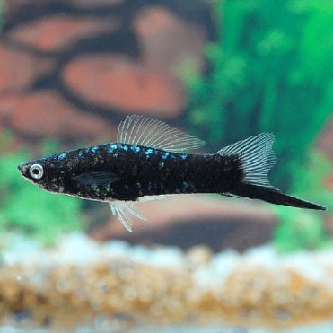 Black Swordtail (Xiphophorus Helleri)