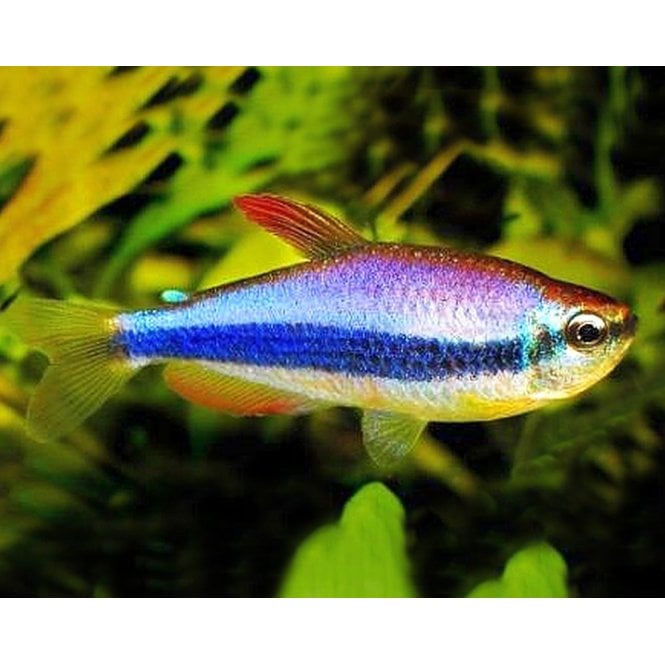 Woodthorpe Hall Aquatics Blue Emperor Tetra (Inpaichthys kerri)