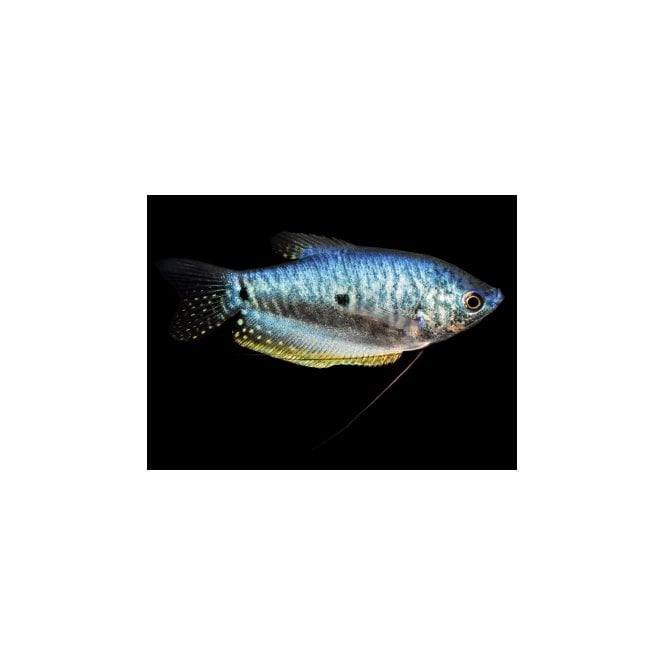 Woodthorpe Hall Aquatics Blue Gourami (Trichopodus Trichopterus)