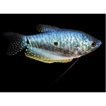 Blue Gourami (Trichopodus Trichopterus)