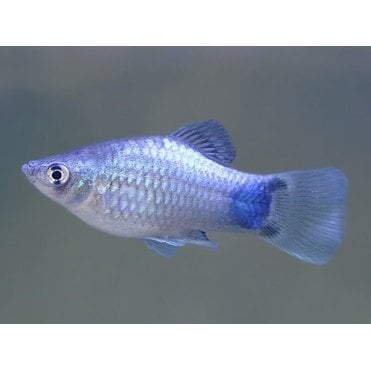 Blue Mickey Mouse Platy (Xiphophorus Maculatus)