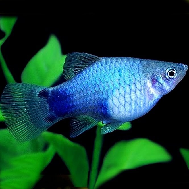 Woodthorpe Hall Aquatics Blue Neon Wagtail Platy (Xiphophorus Maculatus)