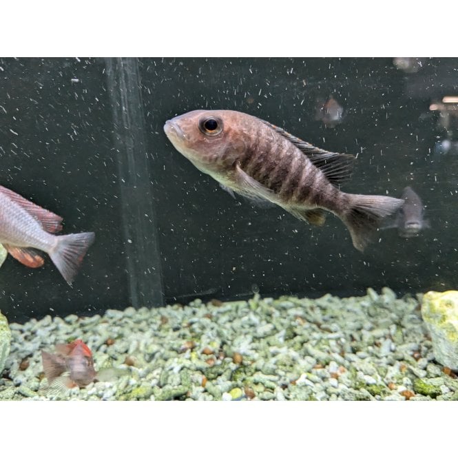 Woodthorpe Hall Aquatics Blue Peacock (Aulonocara Nyassae)