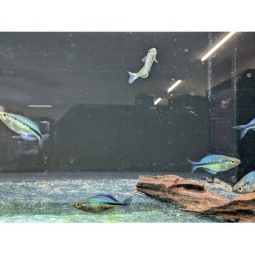 Blue Rainbow (Melanotaenia Lacustris)