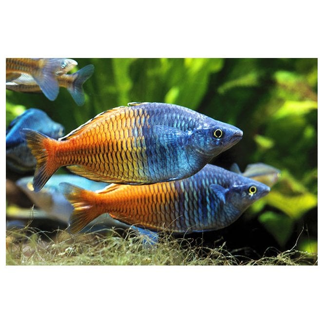 Woodthorpe Hall Aquatics Boesemani Rainbow (Melanotaenia Boesemani)