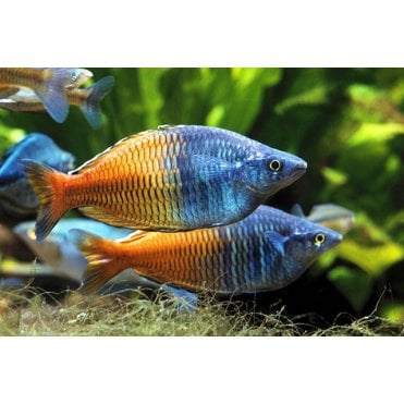 Boesemani Rainbow (Melanotaenia Boesemani)