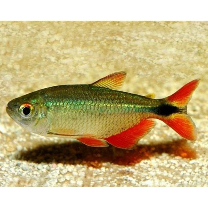 Woodthorpe Hall Aquatics Buenos Aires Tetra (Hyphessobrycon Anisitsi)