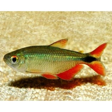 Buenos Aires Tetra (Hyphessobrycon Anisitsi)