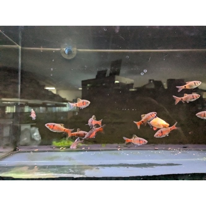 Woodthorpe Hall Aquatics Burmese Odessa Barb (Pethia Padamya)