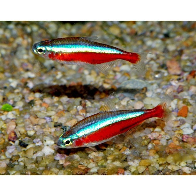 Woodthorpe Hall Aquatics Cardinal Tetra (Paracheirodon axelrodi)