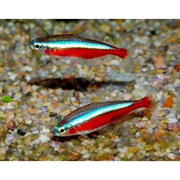 Cardinal Tetra (Paracheirodon axelrodi)