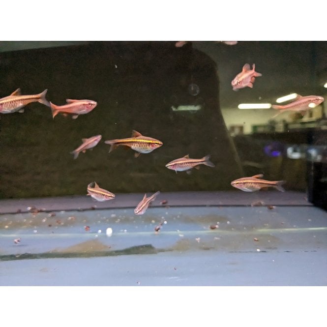 Woodthorpe Hall Aquatics Cherry Barb (Puntius Titteya)