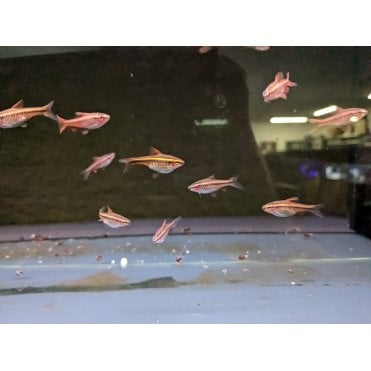 Cherry Barb (Puntius Titteya)