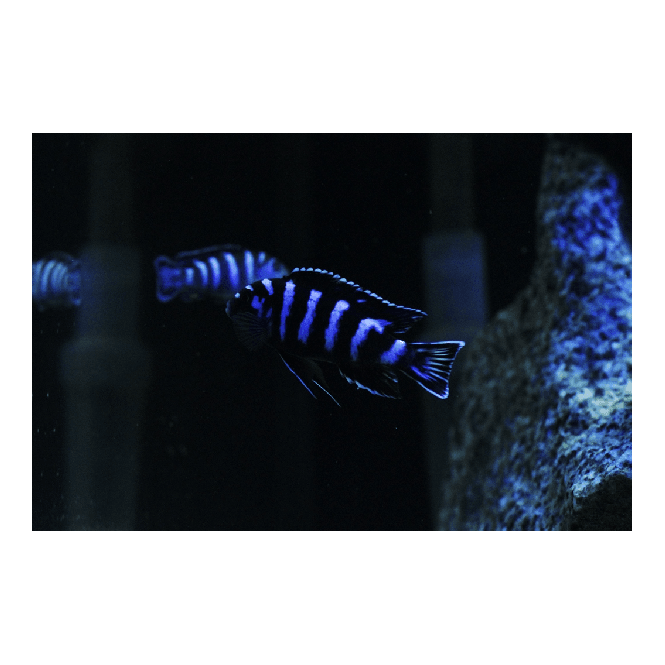 Woodthorpe Hall Aquatics Demasoni Cichlid (Pseudotropheus Demasoni)