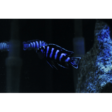 Demasoni Cichlid (Pseudotropheus Demasoni)