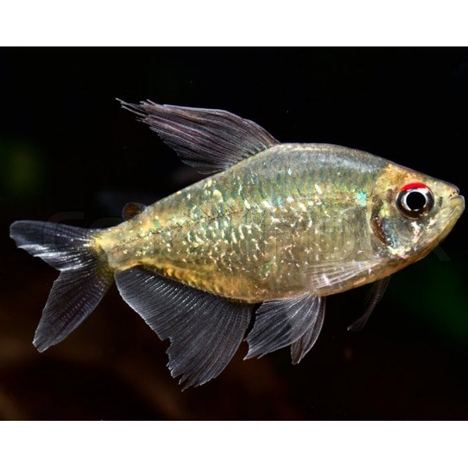 Woodthorpe Hall Aquatics Diamond Tetra (Moenkhausia Pittieri)