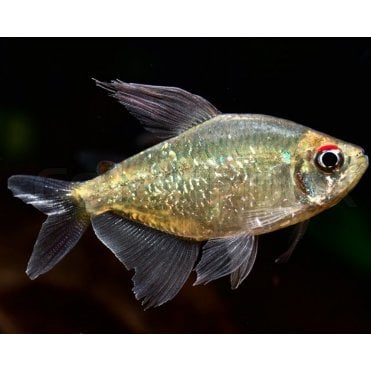 Diamond Tetra (Moenkhausia Pittieri)