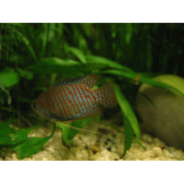 Dwarf Gourami (Trichogaster Lalius)