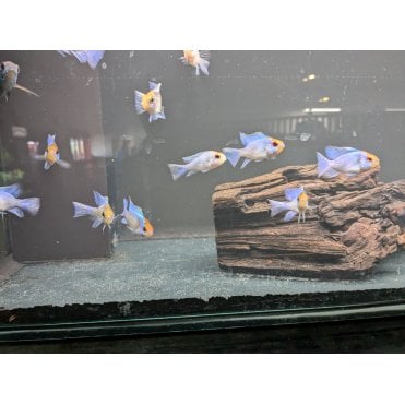 Electric Blue Ram (Mikrogeophagus Ramirezi Var.)