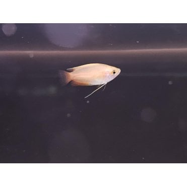 Flame Honey Gouramis