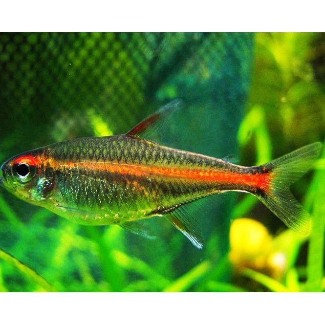 Woodthorpe Hall Aquatics Glowlight Tetra (Hemigrammus Erythrozonus)