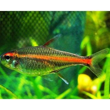 Glowlight Tetra (Hemigrammus Erythrozonus)