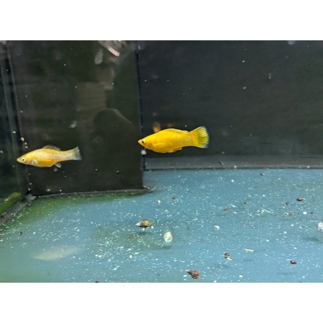 Woodthorpe Hall Aquatics Gold Dust Molly (Poecilia Sphenops)