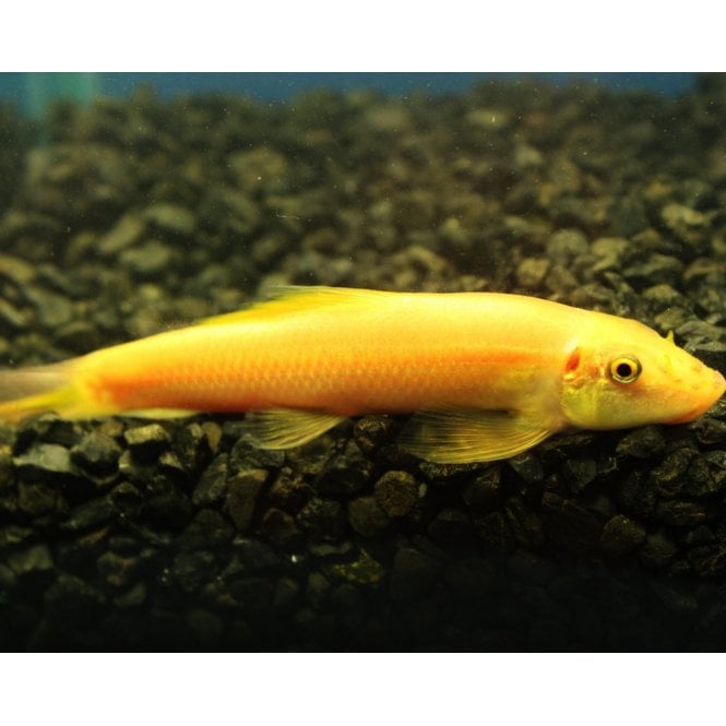 Woodthorpe Hall Aquatics Golden Algae Eater (Gyrinocheilus Aymonieri)