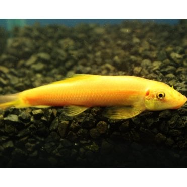 Golden Algae Eater (Gyrinocheilus Aymonieri)