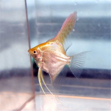 Golden Angel (Pterophyllum Scalare)