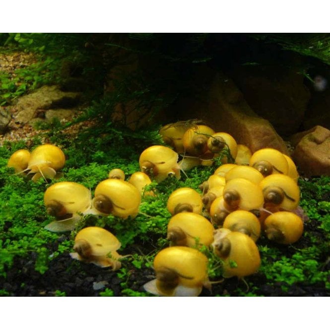 Woodthorpe Hall Aquatics Golden Apple Snail (Pomacea Canaliculata)