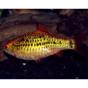 Golden Barbs (Barbodes Semifasciolatus)